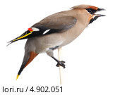 Свиристель, Bombycilla garrulus, Waxwing. Стоковое фото, фотограф Василий Вишневский / Фотобанк Лори