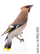 Свиристель, Bombycilla garrulus, Waxwing. Стоковое фото, фотограф Василий Вишневский / Фотобанк Лори