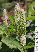 Соцветия фитолакки американской или лаконоса американского (лат. Phytolacca americana L.). Растение, использующееся в народной медицине. Стоковое фото, фотограф Наташа Антонова / Фотобанк Лори
