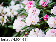 Рододендрон. Стоковое фото, фотограф Валерия Лузина / Фотобанк Лори