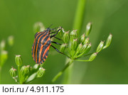 Щитник линейчатый, или графозома полосатая (Graphosoma lineatum) Стоковое фото, фотограф Елена Коромыслова / Фотобанк Лори