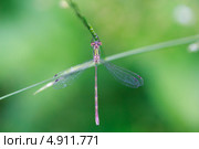 Золотая стрекоза imperator Sympetrum Fonscolombii на зеленой травинке. Стоковое фото, фотограф Попкова Ольга / Фотобанк Лори