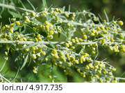 Полынь лечебная, или Полынь высокая, или Полынь лимонная (Artemisia abrotanum) Стоковое фото, фотограф Елена Коромыслова / Фотобанк Лори