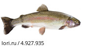 Микижа, или радужная форель, на белом фоне (Oncorhynchus mykiss) Стоковое фото, фотограф Ирина Кожемякина / Фотобанк Лори