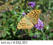 Перламутровка Пандора  (лат. Argynnis pandora) Стоковое фото, фотограф Анна Мишина / Фотобанк Лори
