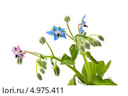 Бурачник лекарственный, огуречная трава, Borago officinalis. Стоковое фото, фотограф Короленко Елена / Фотобанк Лори