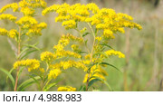 Золотарник канадский (Solidago canadensis) Стоковое видео, видеограф Алёшина Оксана / Фотобанк Лори