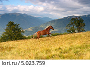 Лошадь в горах. Стоковое фото, фотограф Эдуард Кислинский / Фотобанк Лори