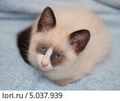 Котенок породы сноу-шу, возраст 2 месяца. Стоковое фото, фотограф Елена Васильева / Фотобанк Лори