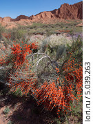 Пейзаж с эфедрой. Киргизия. Эфедра хвощевая (Ephedra equisetina) Стоковое фото, фотограф Ирина Яровая / Фотобанк Лори