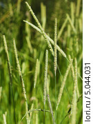 Тимофеевка луговая ( Phleum pratense) — типовой вид рода Тимофеевка (Phleum) семейства Злаки. Дикорастущие растения Сибири. Стоковое фото, фотограф Евгений Мухортов / Фотобанк Лори
