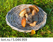 Грибы в плетеной корзине на траве. Стоковое фото, фотограф ElenArt / Фотобанк Лори
