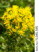 Крестовник Якова, или суходольный (Senecio jacobaea L.).Дикорастущие растения Сибири. Стоковое фото, фотограф Евгений Мухортов / Фотобанк Лори