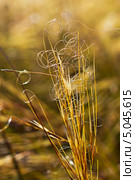 Ковыль-волосатик или Ковыль волосовидный, или Тырса ( Stipa capillata) Стоковое фото, фотограф Евгений Мухортов / Фотобанк Лори