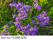 Солонечник точечный (Galatella punctata. Aster punctatus Waldst. et Kit.). Дикорастущие растения Сибири. Стоковое фото, фотограф Евгений Мухортов / Фотобанк Лори