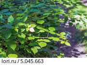 Малина обыкновенная лесная ( Rubus idaeus) — полукустарник; вид рода Рубус семейства Розовые (Rosaceae).Дикорастущие растения Сибири. Стоковое фото, фотограф Евгений Мухортов / Фотобанк Лори