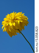 Рудбекия рассеченная (Rudbeckia laciniata ), или золотой шар. Стоковое фото, фотограф Елена Коромыслова / Фотобанк Лори