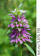Цветущий лимонный бергамот (Monarda citriodora) Стоковое фото, фотограф Елена Коромыслова / Фотобанк Лори