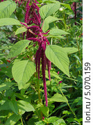 Акалифа (Acalypha) Стоковое фото, фотограф Елена Коромыслова / Фотобанк Лори