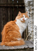 Рыжая кошка. Стоковое фото, фотограф Александр Хорхордин / Фотобанк Лори