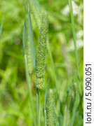 Тимофеевка луговая (Phleum pratense) Стоковое фото, фотограф Елена Коромыслова / Фотобанк Лори