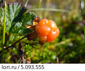 Северная ягода - морошка (спелая), (лат. Rubus chamaemorus) Стоковое фото, фотограф Вячеслав Палес / Фотобанк Лори