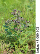 Нонея русская (Монашка русская). Nonea rossica Steven (семейство Boraginaceae) Стоковое фото, фотограф Григорий Писоцкий / Фотобанк Лори