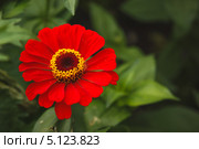 Цинния. Стоковое фото, фотограф Иван Карпов / Фотобанк Лори