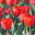 Сортовые красные садовые тюльпаны Геснера, Tulipa gesneriana (малая глубина резкости) Стоковое фото, фотограф Ольга Липунова / Фотобанк Лори