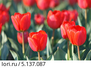 Сортовые красные садовые тюльпаны Геснера, Tulipa gesneriana (малая глубина резкости) Стоковое фото, фотограф Ольга Липунова / Фотобанк Лори
