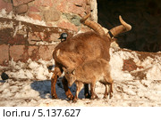 Дагестанские туры (Capra cylindricornis). Самец с большими рогами и маленький козленок. Стоковое фото, фотограф Щеголева Ольга / Фотобанк Лори