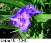 Традесканция Андерсона (лат.Tradescantia andersoniana) Стоковое фото, фотограф lana1501 / Фотобанк Лори