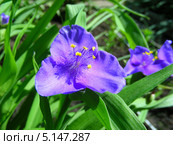 Традесканция Андерсона (лат.Tradescantia andersoniana) Стоковое фото, фотограф lana1501 / Фотобанк Лори
