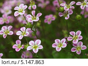 Камнеломка гибридная  Cаксифрага Арендса (Saxifraga x arendsii) Стоковое фото, фотограф Игорь Долгов / Фотобанк Лори