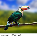 Большой тукан. Стоковое фото, фотограф Яков Филимонов / Фотобанк Лори