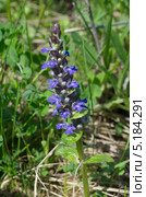 Живучка ползучая (Ajuga reptans) Стоковое фото, фотограф Елена Коромыслова / Фотобанк Лори
