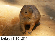 Чернохвостые луговые собачки (Cynomys ludovicianus). Пражский зоопарк. Стоковое фото, фотограф Виктор Филиппович Погонцев / Фотобанк Лори