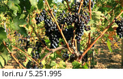 Поспевший виноград сорта Санджовезе (Sangiovese) утром близ Монтепульчано, Тоскана, Италия. Стоковое видео, видеограф Виктория Катьянова / Фотобанк Лори