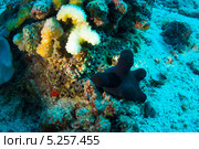 Мальдивская улитка-губка (Coriocella hibyae, Maldives sponge snail, velvet snail) на коралле. Стоковое фото, фотограф Сергей Дубров / Фотобанк Лори