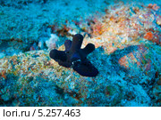 Мальдивская улитка-губка (лат. Coriocella hibyae) Стоковое фото, фотограф Сергей Дубров / Фотобанк Лори