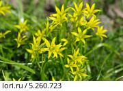 Гусиный лук желтый или Гагея желтая (Gagea lutea) Стоковое фото, фотограф Елена Коромыслова / Фотобанк Лори
