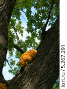 Желтый древесный гриб на стволе дуба. Трутовик серно-жёлтый, Laetiporus sulphureus. Стоковое фото, фотограф Щеголева Ольга / Фотобанк Лори