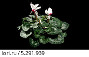 Цветущий белый цикламен (Cyclamen Midori) Стоковое видео, видеограф Артем Поваров / Фотобанк Лори