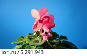 Цветущий розовый цикламен (Cyclamen Latinia) Стоковое видео, видеограф Артем Поваров / Фотобанк Лори