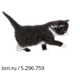 Котенок на белом фоне. Стоковое фото, фотограф Максим Пименов / Фотобанк Лори