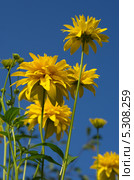 Рудбекия рассеченная (Rudbeckia laciniata ), или золотой шар. Стоковое фото, фотограф Елена Коромыслова / Фотобанк Лори