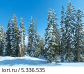 Заснеженные ели в ясный день, в горном лесу. Стоковое фото, фотограф Юрий Брыкайло / Фотобанк Лори