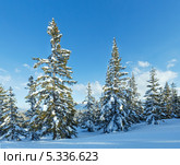 Высокие ели в зимнем, горном лесу. Стоковое фото, фотограф Юрий Брыкайло / Фотобанк Лори