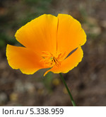 Эшшольция, или калифорнийский мак (Eschscholzia californica) Стоковое фото, фотограф Елена Коромыслова / Фотобанк Лори