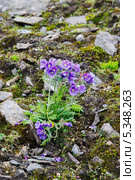 Растение вида синюха северная (лат. Polemonium boreale), растущее на каменистом склоне на юге Новой Земли. Стоковое фото, фотограф Сергей Гусев / Фотобанк Лори